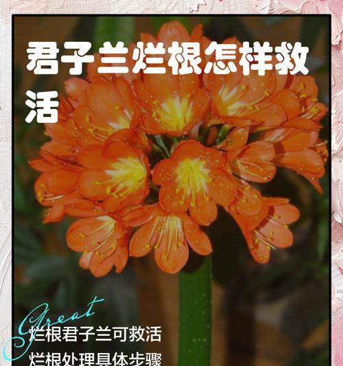 君子兰侧株没有根怎么办？如何促进君子兰侧株生根？
