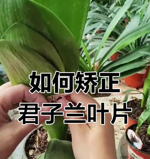 君子兰侧株没有根怎么办？如何促进君子兰侧株生根？