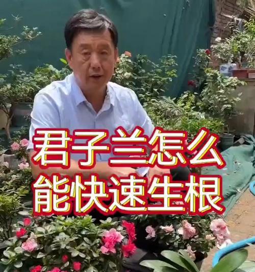 君子兰侧株没有根怎么办？如何促进君子兰侧株生根？