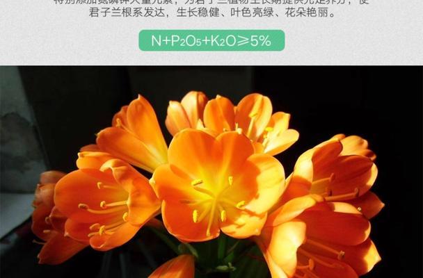 君子兰盆栽用什么肥？如何选择合适的肥料？