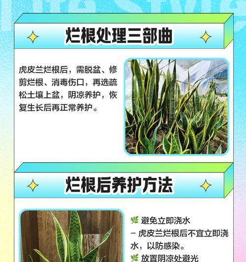 君子兰树皮的正确处理方法是什么？