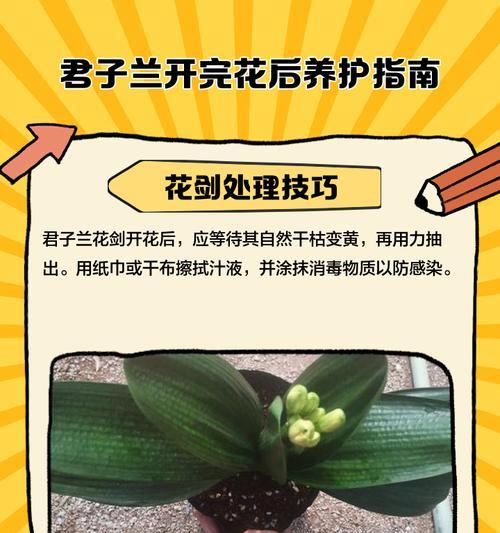 君子兰树皮的正确处理方法是什么？