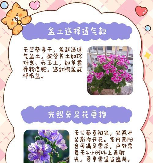 天竺葵阳光皇后正确的养护方法是什么？