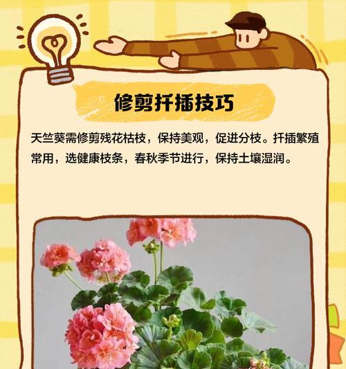 天竺葵阳光皇后正确的养护方法是什么？