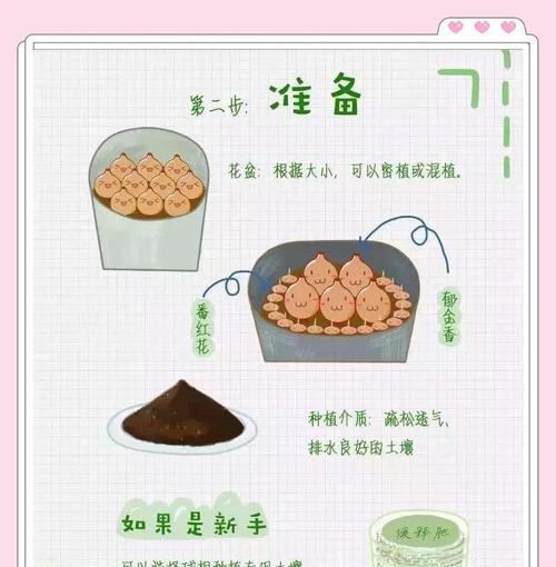 野外球根植物的正确养护方法是什么？