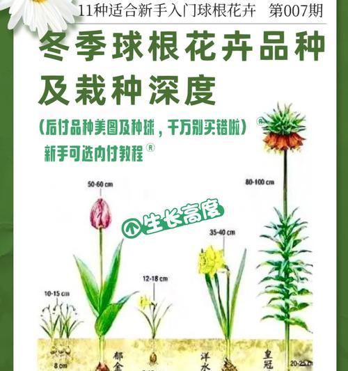 野外球根植物的正确养护方法是什么？