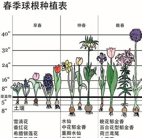 野外球根植物的正确养护方法是什么？
