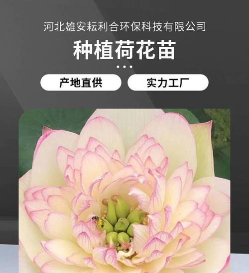 中型荷花栽培技术要点是什么？