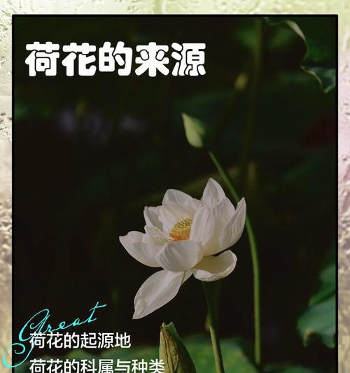 中型荷花栽培技术要点是什么？