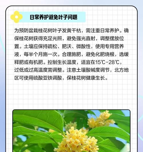 桂花春天叶子发黄的原因及解决方法是什么？