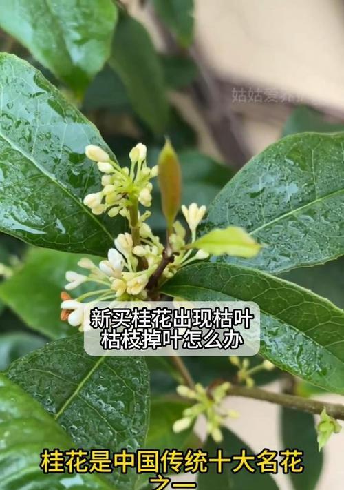 桂花春天叶子发黄的原因及解决方法是什么？