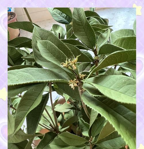 桂花春天叶子发黄的原因及解决方法是什么？