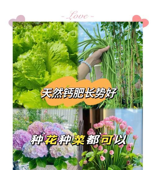 如何自制花肥肥料？给花施肥有哪些技巧？
