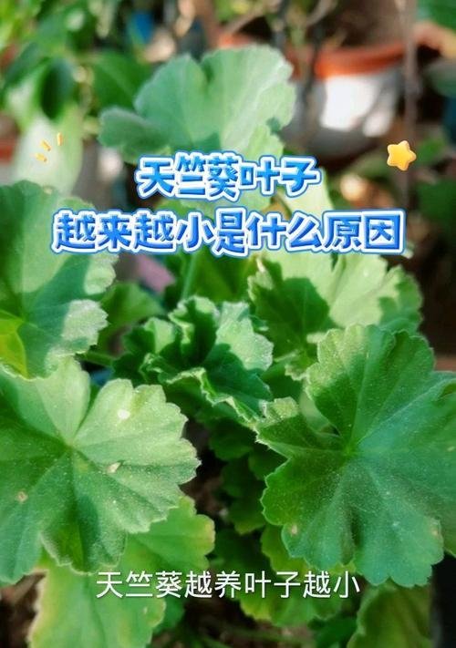 天竺葵垂吊叶片紫黑是什么原因？