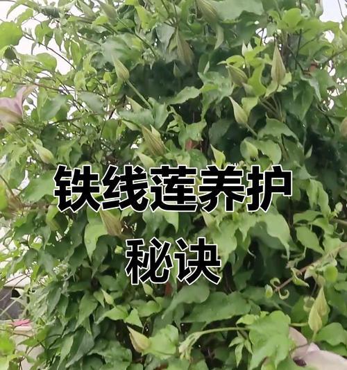 盆栽铁线莲怎么遮阳的？有哪些方法？