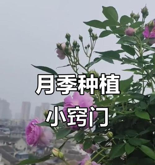 冬天收到月季后如何种植？有哪些注意事项？