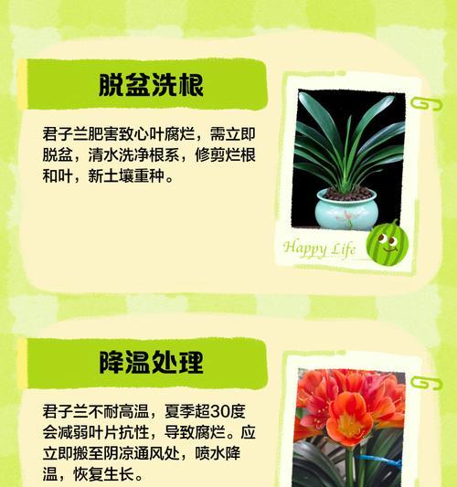 君子兰叶片白痕的处理方法是什么？