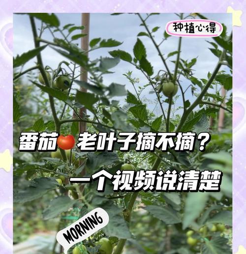 番茄叶子皱缩发黄的可能原因是什么？