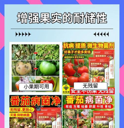 番茄叶子皱缩发黄的可能原因是什么？