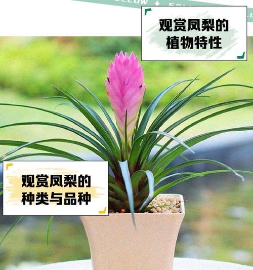 小菠萝观赏植物有哪些？适合室内种植的品种推荐？