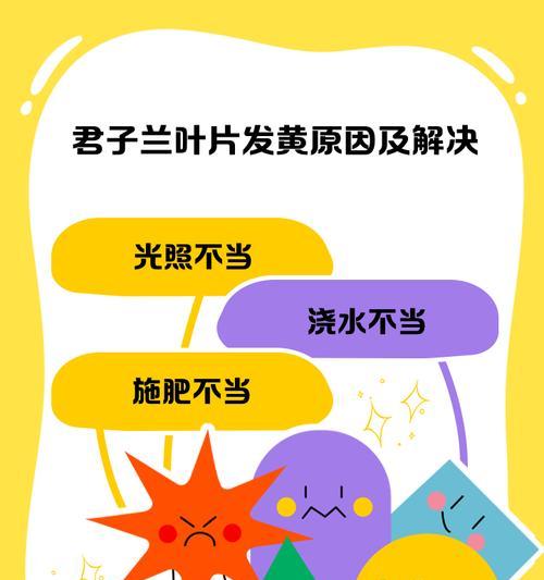 君子兰叶片减掉怎么办？如何处理受损叶片促进恢复？