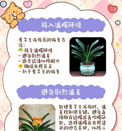 君子兰叶片减掉怎么办？如何处理受损叶片促进恢复？