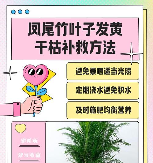 米竹叶子发黄干枯的解决方法是什么？
