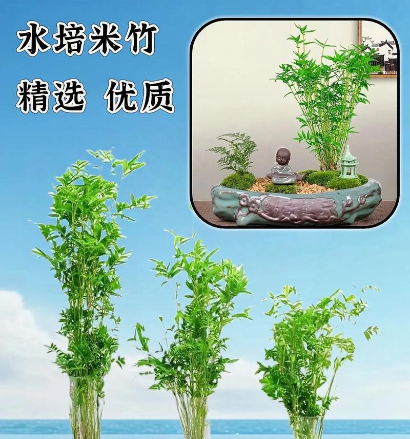 米竹叶子发黄干枯的解决方法是什么？