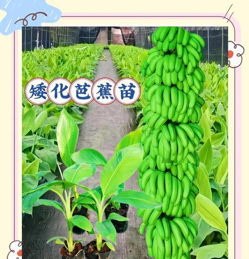 芭蕉科观赏植物花卉有哪些？如何进行养护管理？