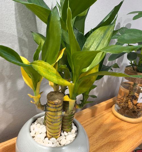 哪些植物适合用作大型牛皮观赏？