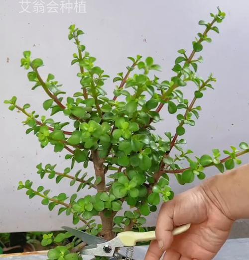 绿植盆景栽培的关键技术要点是什么？