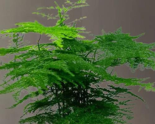 绿植盆景栽培的关键技术要点是什么？