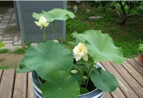 绿植盆景栽培的关键技术要点是什么？