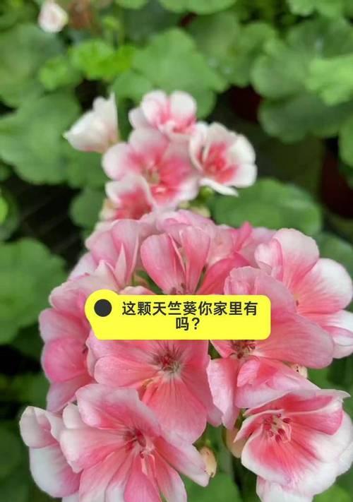 家里养天竺葵难闻吗怎么办？如何改善气味？