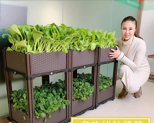君子兰被称为死人花的原因是什么？