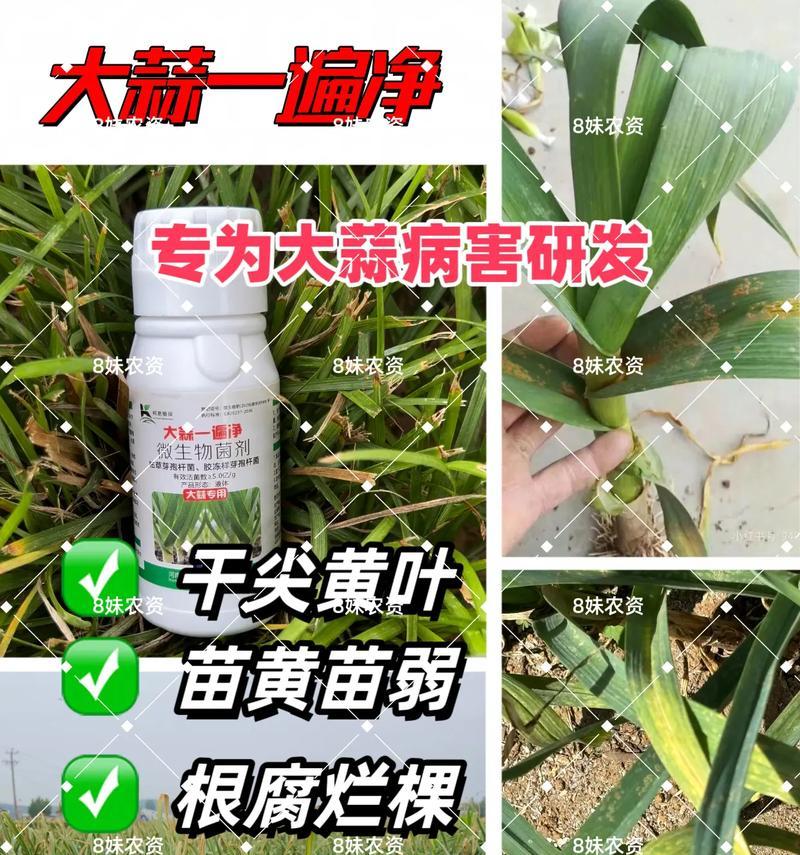 自制生蒜苗肥料的方法是什么？