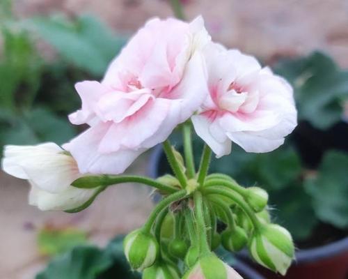 植株高的天竺葵养护方法是什么？如何避免其倒伏？