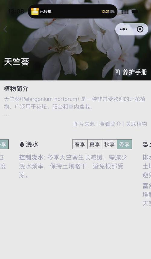 植株高的天竺葵养护方法是什么？如何避免其倒伏？