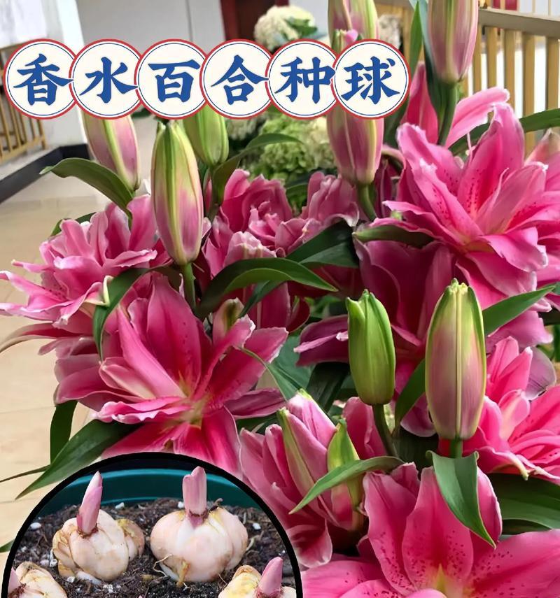 香味球根植物的养殖技巧有哪些？