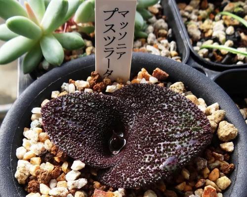 香味球根植物的养殖技巧有哪些？