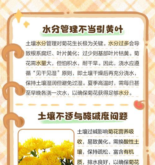 菊花浇水过多如何补救？