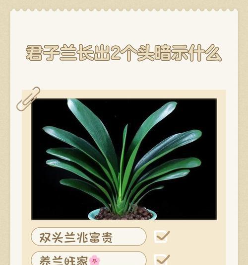 紫君子兰开花有什么兆头？预示着什么？