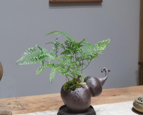 蕨类盆景老桩头修剪需要注意哪些要点？