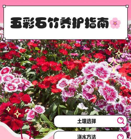 月季石竹花搭配养护技巧有哪些？如何保持花色鲜艳？