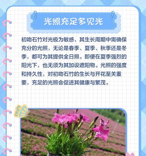 月季石竹花搭配养护技巧有哪些？如何保持花色鲜艳？
