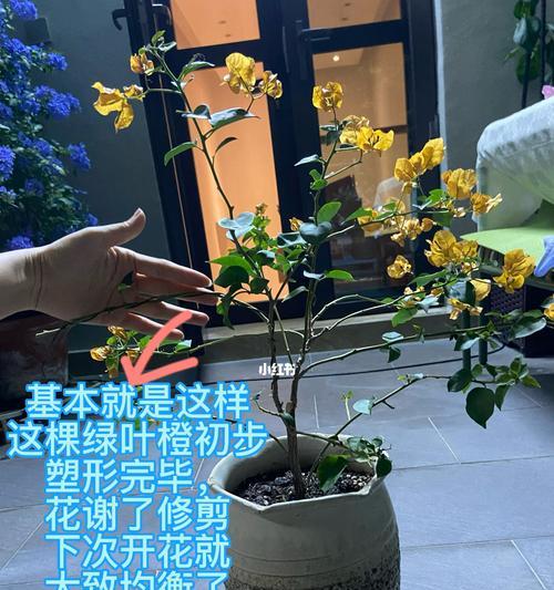 三角梅盘根的养成方法是什么？