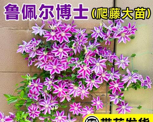 铁线莲大棵老桩的养护方法是什么？