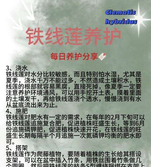 铁线莲大棵老桩的养护方法是什么？