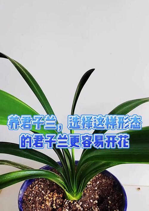 君子兰适合使用哪种密度的遮阳网？