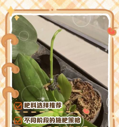播种时应该使用哪种肥料？